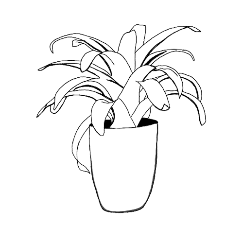 Bromeliad Plants Icon Image